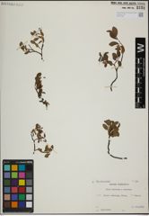 Foto von Salix herbacea L. x Salix lapponum L.